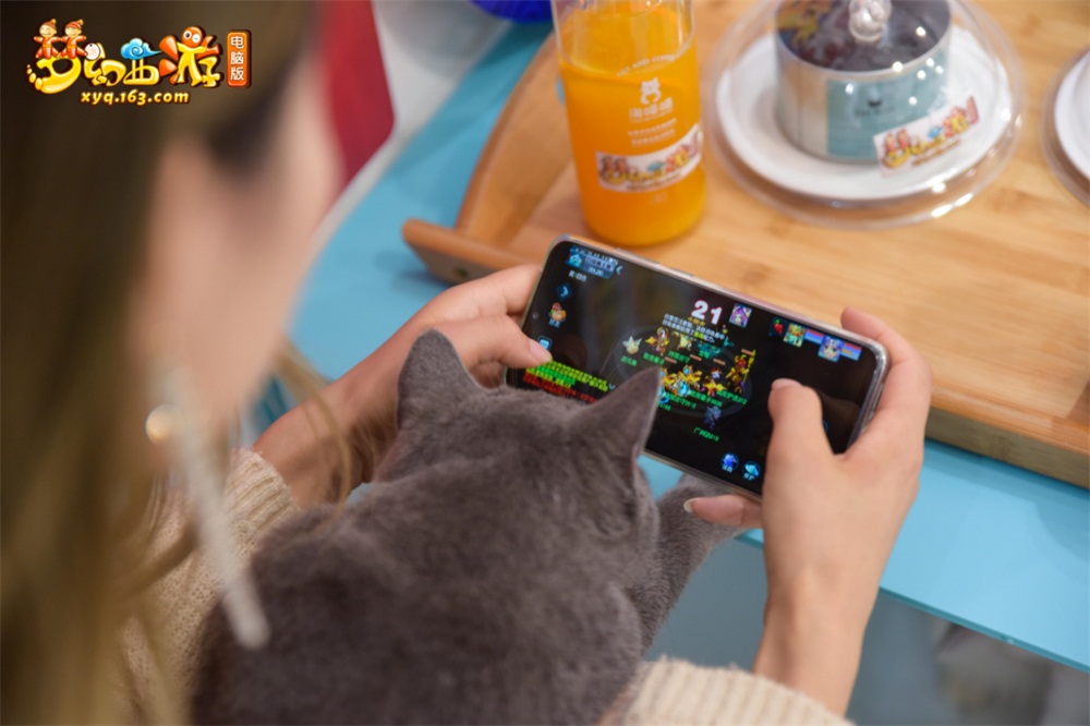 撸猫饮咖享赛事!《梦幻西游》电脑版携手七城猫咖，为“百城兽王赛”助力