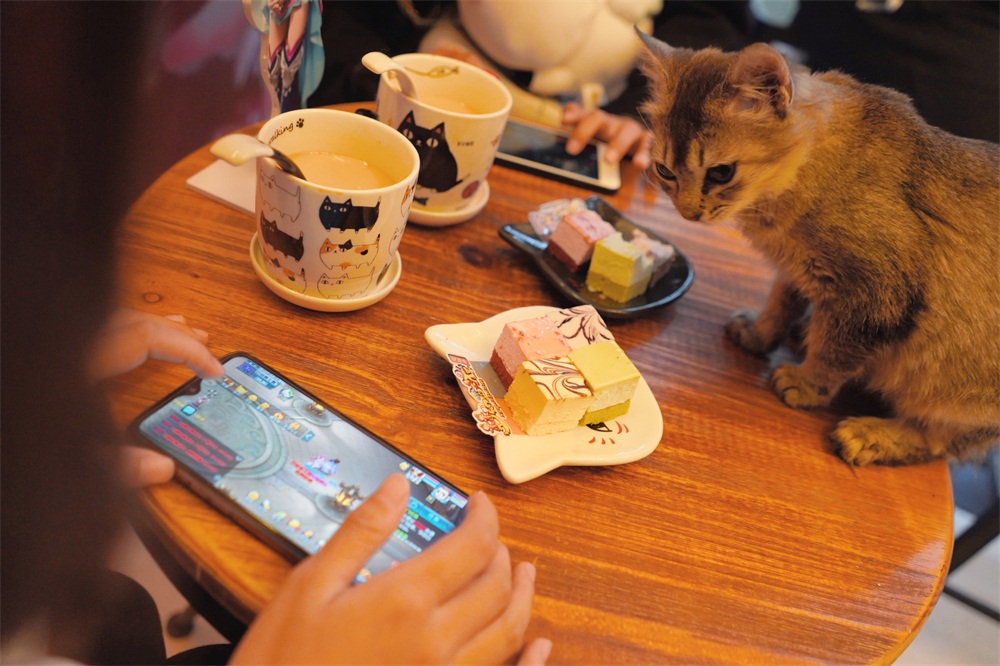 撸猫饮咖享赛事!《梦幻西游》电脑版携手七城猫咖，为“百城兽王赛”助力