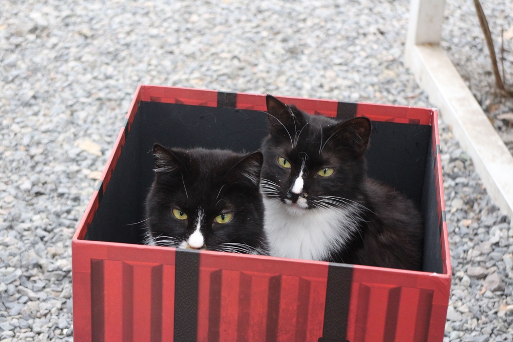 PUBG与你“益”起  糗糗庄园领养日6只小猫咪找到新家