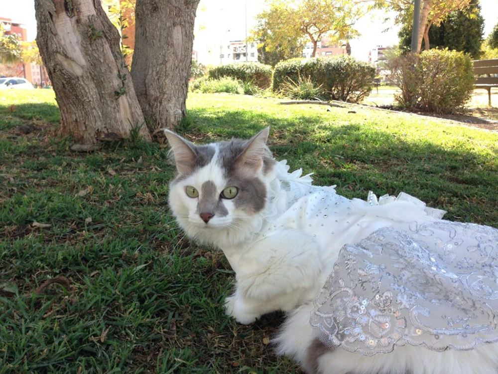 【游·见】专访Valhalla Cats：在废城画卷中，绘出一段爪间的温暖史诗