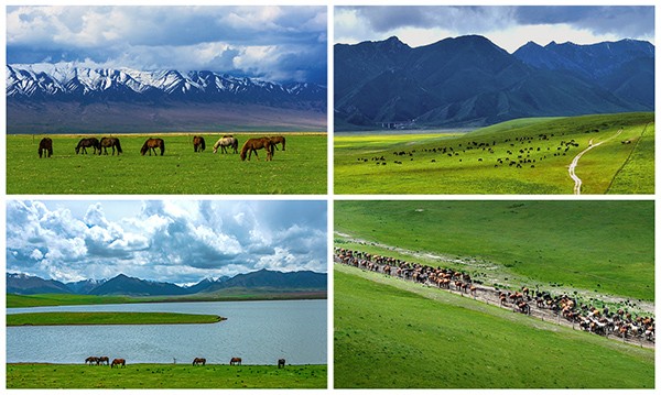 联动获央媒点赞！魔域马年幻兽携手张掖、汉血宝马基地，焕新文化传承