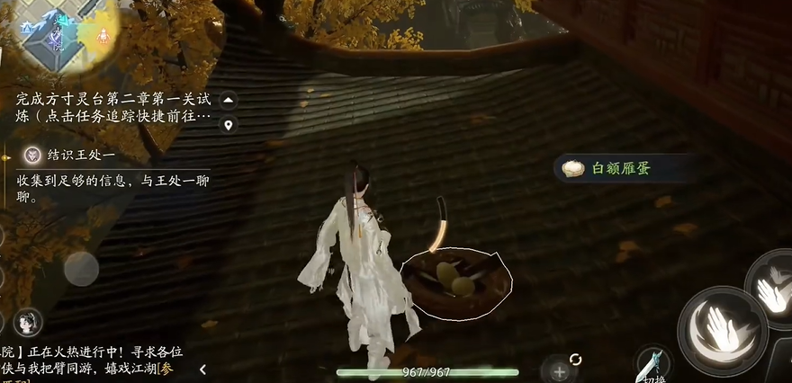 射雕白额雁蛋在哪儿