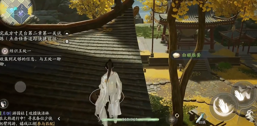 射雕白额雁蛋在哪儿
