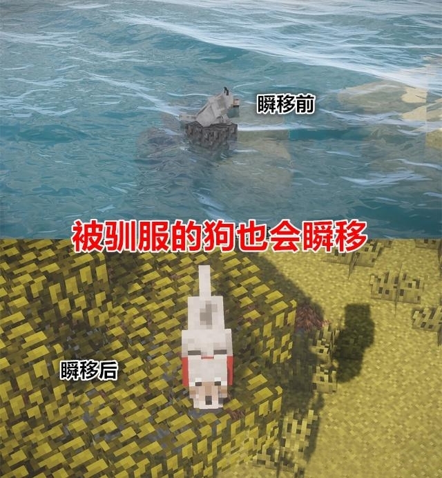 我的世界宠物瞬移多远